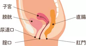 正常な臓器の位置を表したイラスト