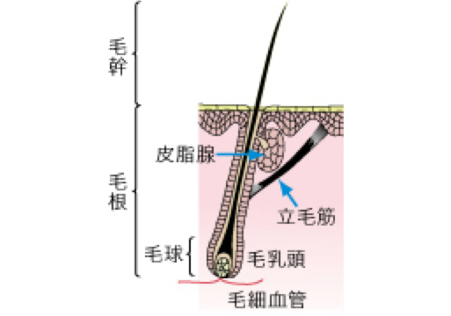 毛根 死ぬ