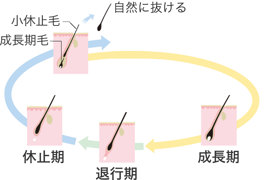 髪の成長 髪の知識 花王株式会社 ヘアケアサイト 髪の成長 髪の知識 花王株式会社 ヘアケアサイト
