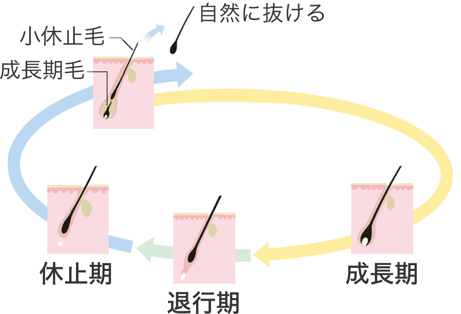 髪の成長 髪の知識 花王株式会社 ヘアケアサイト