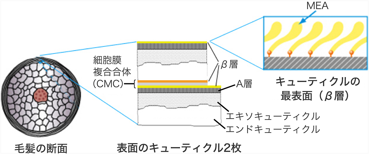 髪の構造 髪の知識 花王株式会社 ヘアケアサイト