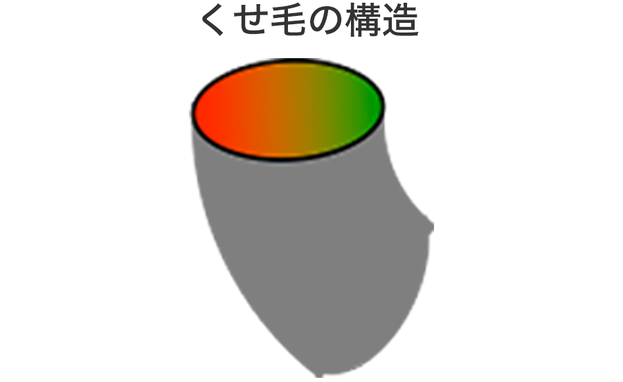 髪のくせ 髪の知識 花王株式会社 ヘアケアサイト 髪のくせ 髪の知識 花王株式会社 ヘアケアサイト