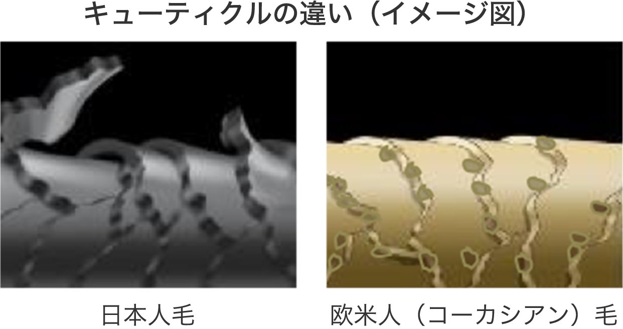 人種による違い｜髪の知識｜花王株式会社 ヘアケアサイト