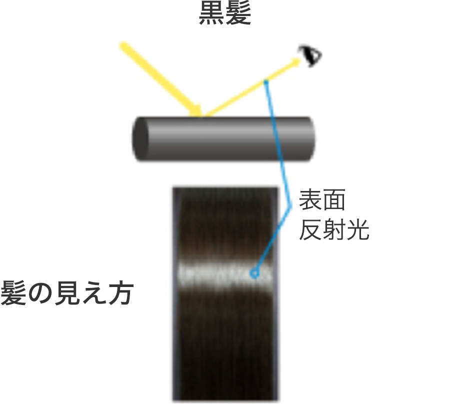 髪のツヤ 髪の知識 花王株式会社 ヘアケアサイト