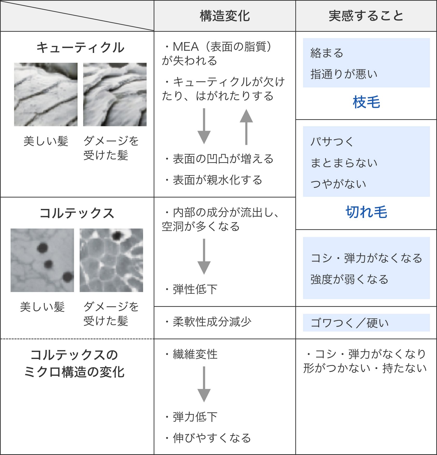 髪の構造変化と傷み意識 髪の知識 花王株式会社 ヘアケアサイト