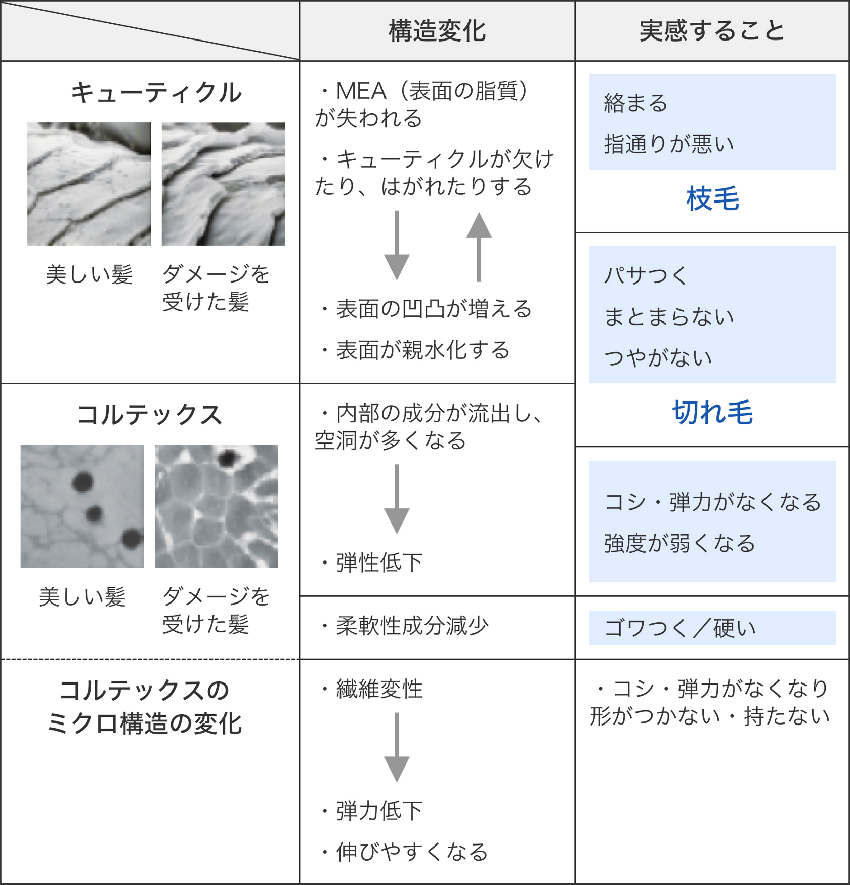 髪の構造変化と傷み意識 髪の知識 花王株式会社 ヘアケアサイト
