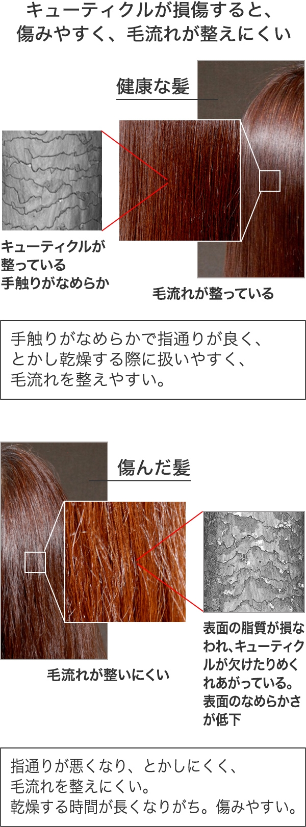 キューティクルの傷み 髪の知識 花王株式会社 ヘアケアサイト