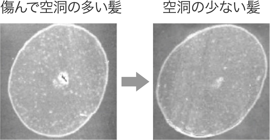 空洞補修 花王の髪と頭皮の研究と技術 花王株式会社 ヘアケアサイト
