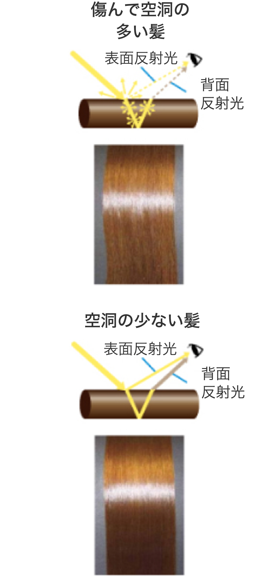 空洞補修 花王の髪と頭皮の研究と技術 花王株式会社 ヘアケアサイト 空洞補修 花王の髪と頭皮の研究と技術 花王株式会社 ヘアケアサイト