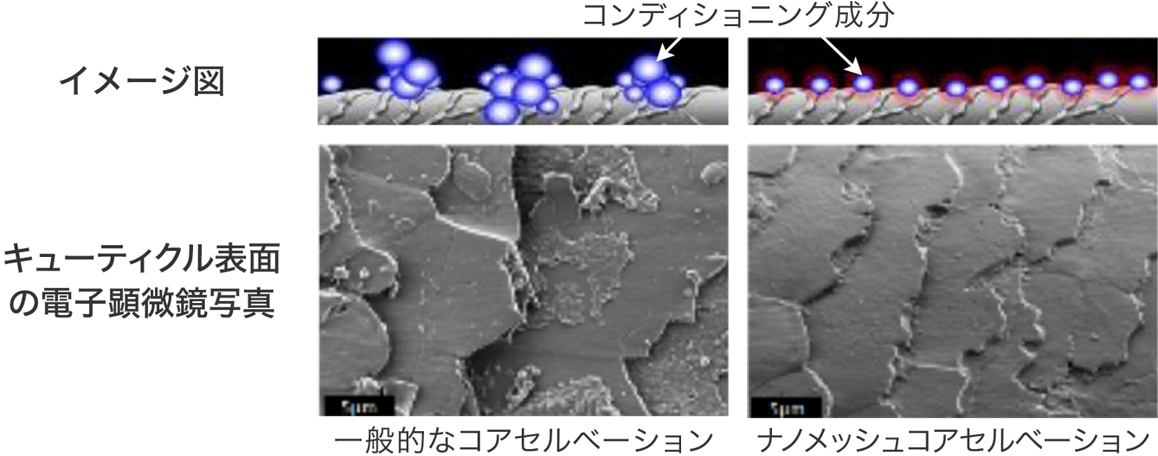 表面補修 花王の髪と頭皮の研究と技術 花王株式会社 ヘアケアサイト 表面補修 花王の髪と頭皮の研究と技術 花王株式会社 ヘアケアサイト