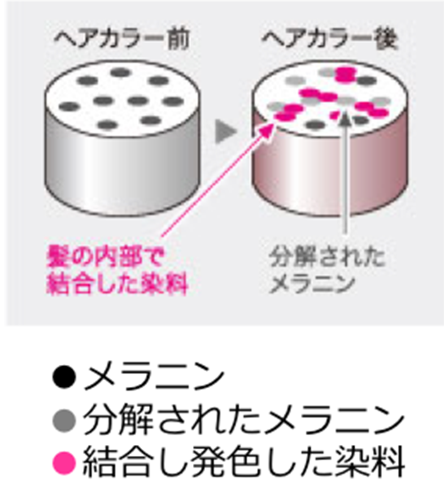 カラーリング剤 髪と頭皮のお手入れ 花王株式会社 ヘアケアサイト カラーリング剤 髪と頭皮のお手入れ 花王株式会社 ヘアケアサイト