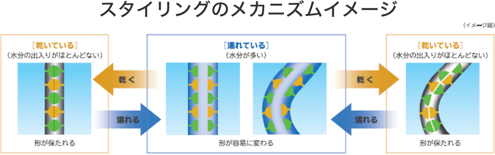 髪が形づくメカニズム 髪と頭皮のお手入れ 花王株式会社 ヘアケアサイト