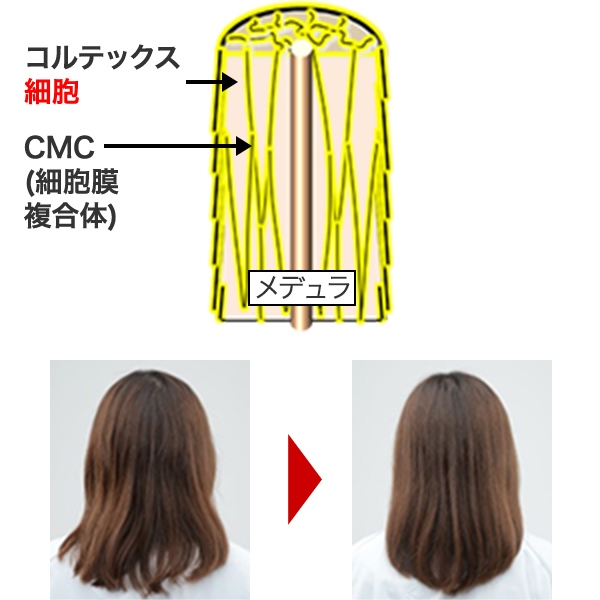 髪質を整える 花王の髪と頭皮の研究と技術 花王株式会社 ヘアケアサイト