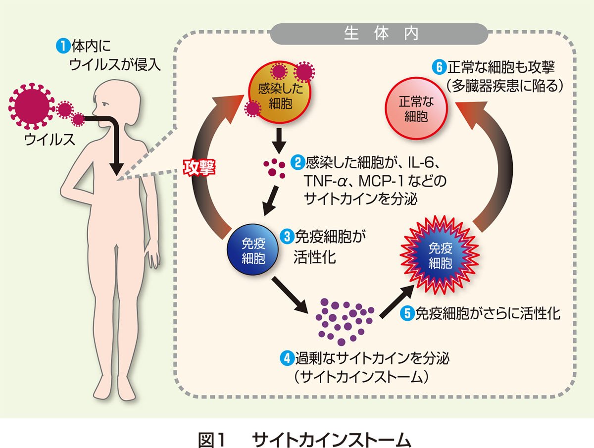 花王 花王健康科学研究会 肥満は炎症や免疫に影響し 新型コロナウイルス感染症を重症化させる