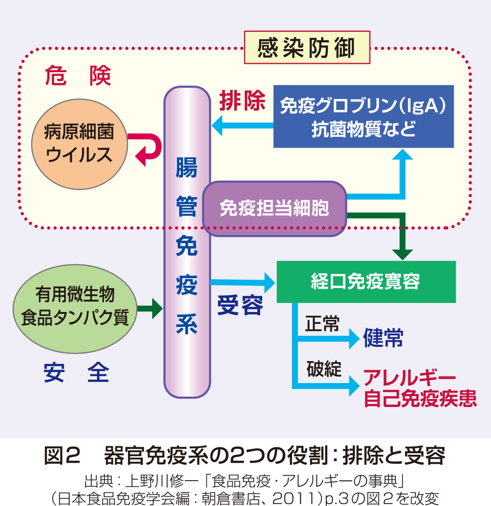 花王 花王健康科学研究会 免疫力向上と食品 腸管の重要性