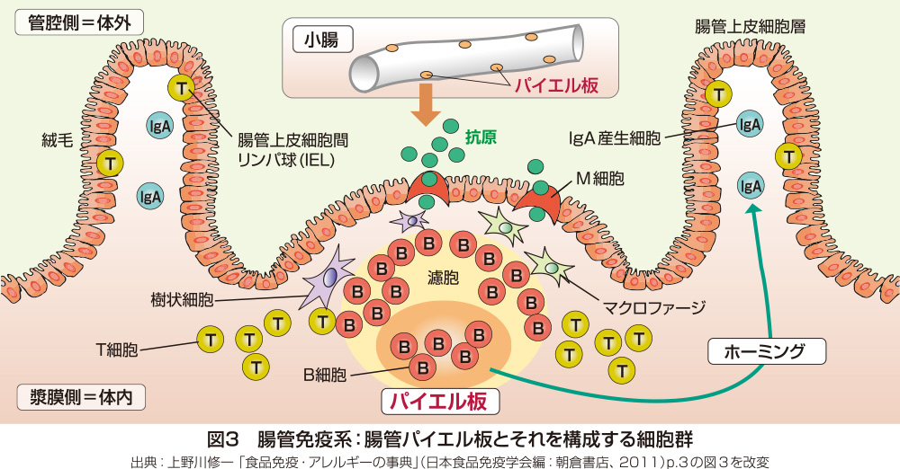 花王 花王健康科学研究会 免疫力向上と食品 腸管の重要性