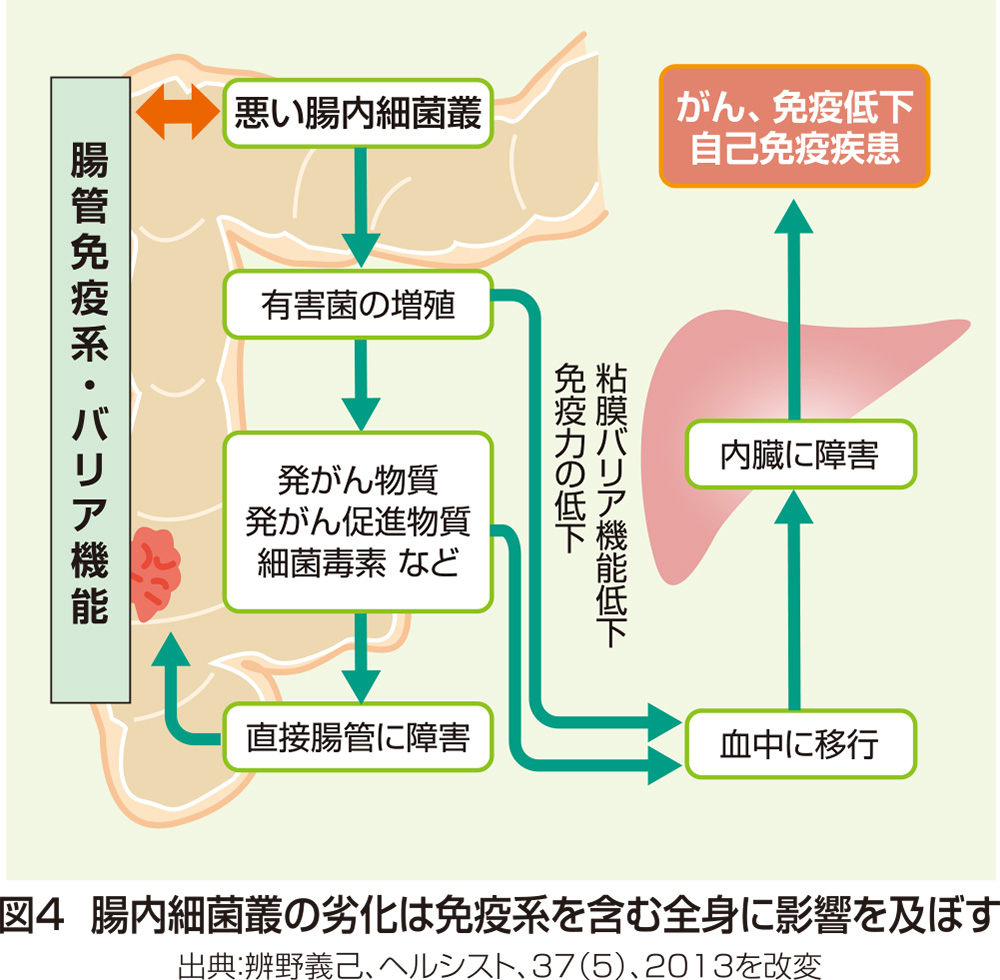 花王 花王健康科学研究会 免疫力向上と食品 腸管の重要性