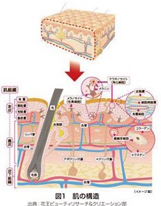 皮膚の抗老化最前線 Amazon.co.jp: 皮膚の抗老化最前線 (アンチ・エイジングシリ-ズ