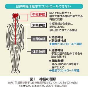 花王 | 花王健康科学研究会 | 血流をコントロールする自律神経、その