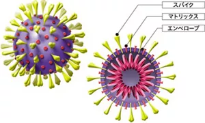 図１　新型コロナウイルス（サーズコブツー）の模式図。 ウイルスの球体と断面の模式図。ウイルスの構造を示すための、スパイク、マトリックス、エンベロープを模式的に表示