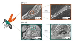 走査型電子顕微鏡で観察した蚊の羽と、体の表面の拡大写真。 蚊の体の表面は、非常に細かい凹凸のある構造であることを示す。