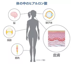 ヒアルロン酸が存在する代表的な身体の組織。皮膚、脳、硝子体、関節、筋肉などにヒアルロン酸は広く分布している。