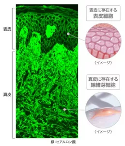 表皮と真皮に存在するヒアルロン酸の染色像。表皮細胞や真皮の線維芽細胞間にヒアルロン酸は存在している。