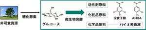 非可食資源由来のグルコースを微生物発酵により活性剤、化粧品、化学品の原料に変換。バイオ芳香族である没食子酸やAHBAを生産。