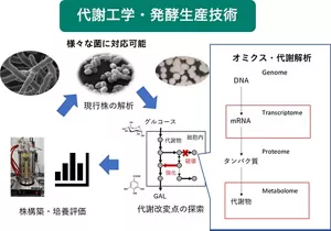 代謝工学と発酵生産技術を用いたバイオリファイナリー研究の概略。微生物の代謝解析に基づいた株の構築・培養の評価により、発酵プロセスを最適化し効率的な生産技術を確立。