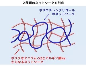 ポリクオタニウム-52とアルギン酸Naと、ポリエチレングリコールを混合することで2種類のネットワークが掲載されたイメージ図