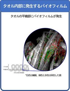 花王 | 実使用タオルにおける微生物集団の実態解析