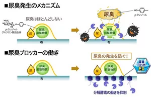 尿臭発生メカズムの説明。 尿は排出直後は臭くないが菌の分解酵素によって分解され、臭くなっていく。 尿臭ブロッカーがあると、その酵素の働きをブロックして、尿臭の発生を防ぎます。