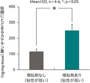 図1　粘性を高める成分（増粘剤）の有無と、モデル粘膜にとどまるカテキン量の関係を示すグラフ。 増粘剤を加えない場合と、増粘剤を加えた場合を比較。増粘剤を加えた方が、粘膜にとどまるカテキン量が多い結果。