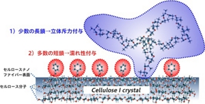 セルロースナノファイバーを効率的に分散させる「デュアルグラフトシステム」の概念図。セルロースナノファイバー（セルロース結晶）の表面に立体斥力を付与する少数の長鎖修飾基と濡れ性を付与する多数の短鎖を導入。