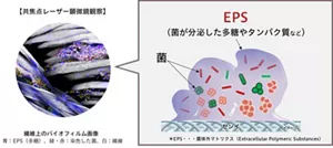 共焦点レーザー顕微鏡観察、繊維上のバイオフィルム画像、青：EPS（多糖）、緑・赤：染色した菌、白：繊維、バイオフィルムは菌が分泌した多糖やタンパク質等からなるEPSすなわち菌体外マトリクスが菌を取り囲んだ複合体。