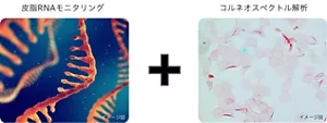 皮脂RNAモニタリングを表現するイメージ図とコルネオスペクトル解析のイメージ図