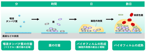 最初に歯の表面や口腔装着物に蛋白質が吸着し、これを足場にして細菌が点々と付着し、増殖しながら、細胞外物質を分泌して繋がっていくことで徐々にバイオフィルムが形成されていく。
