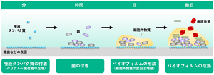 最初に歯の表面や口腔装着物に蛋白質が吸着し、これを足場にして細菌が点々と付着し、増殖しながら、細胞外物質を分泌して繋がっていくことで徐々にバイオフィルムが形成されていく。
