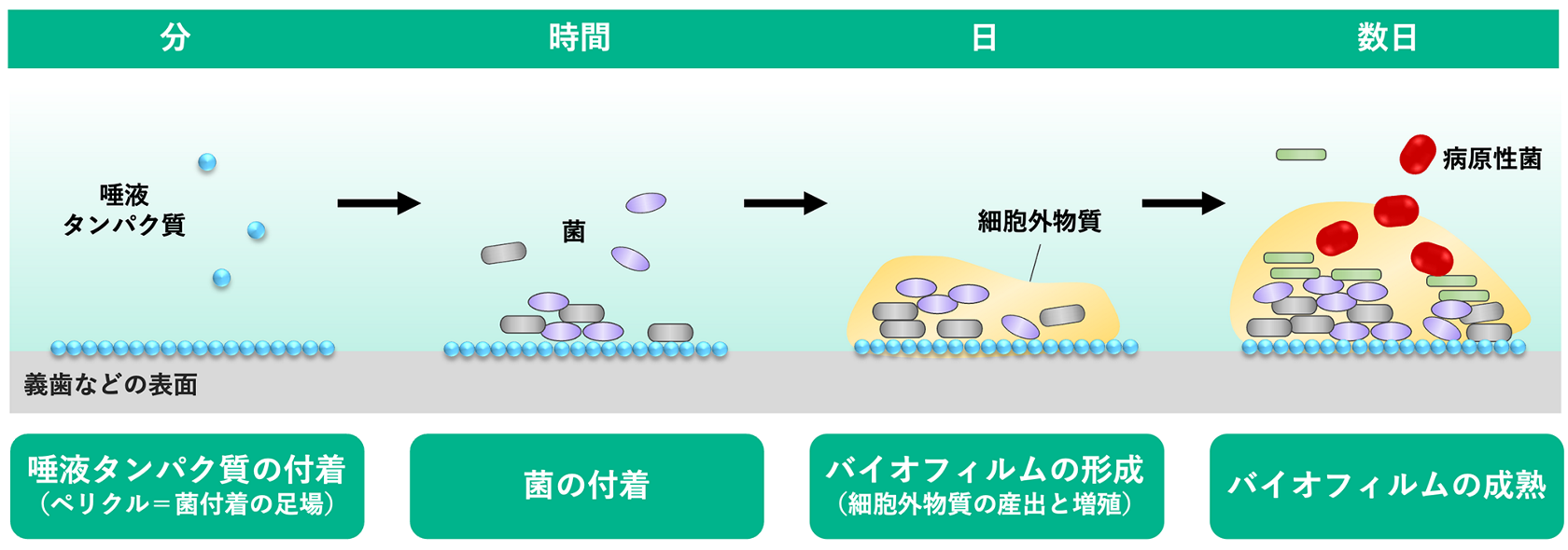 花王の顔｜スカッと痛快！ 打倒「バイオフィルム」に燃えた研究員の