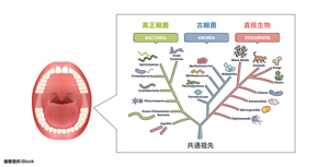 細菌（真正細菌）、古細菌、真核生物の図版