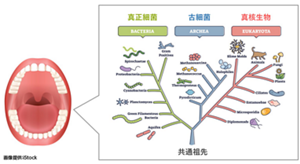 細菌（真正細菌）、古細菌、真核生物の図版