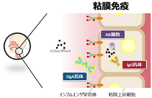 唾液や鼻汁などに多く含まれる分泌型IgAは、粘膜免疫で中心的な役割を果たしている抗体だ。また血液中のIgG抗体も、ウイルスに対する感染防御に効果の高い抗体として知られている。