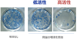 唾液自体の抗インフルエンザ効果にも違いがある。プラーク定量法により、「ほとんど感染を起こさない唾液」と「多くの細胞が感染してしまう唾液」があることが明らかになった。