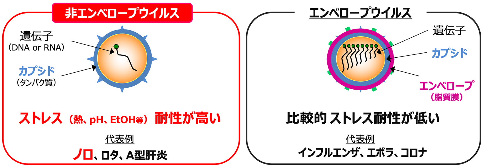 花王の顔 殻だけウイルス で見えてきた家庭内の伝播経路 花王の顔 殻だけウイルス で見えてきた家庭内の伝播経路