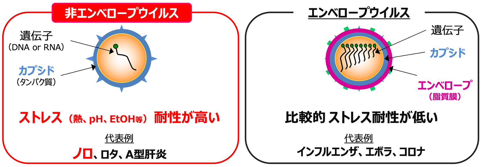 花王の顔 殻だけウイルス で見えてきた家庭内の伝播経路