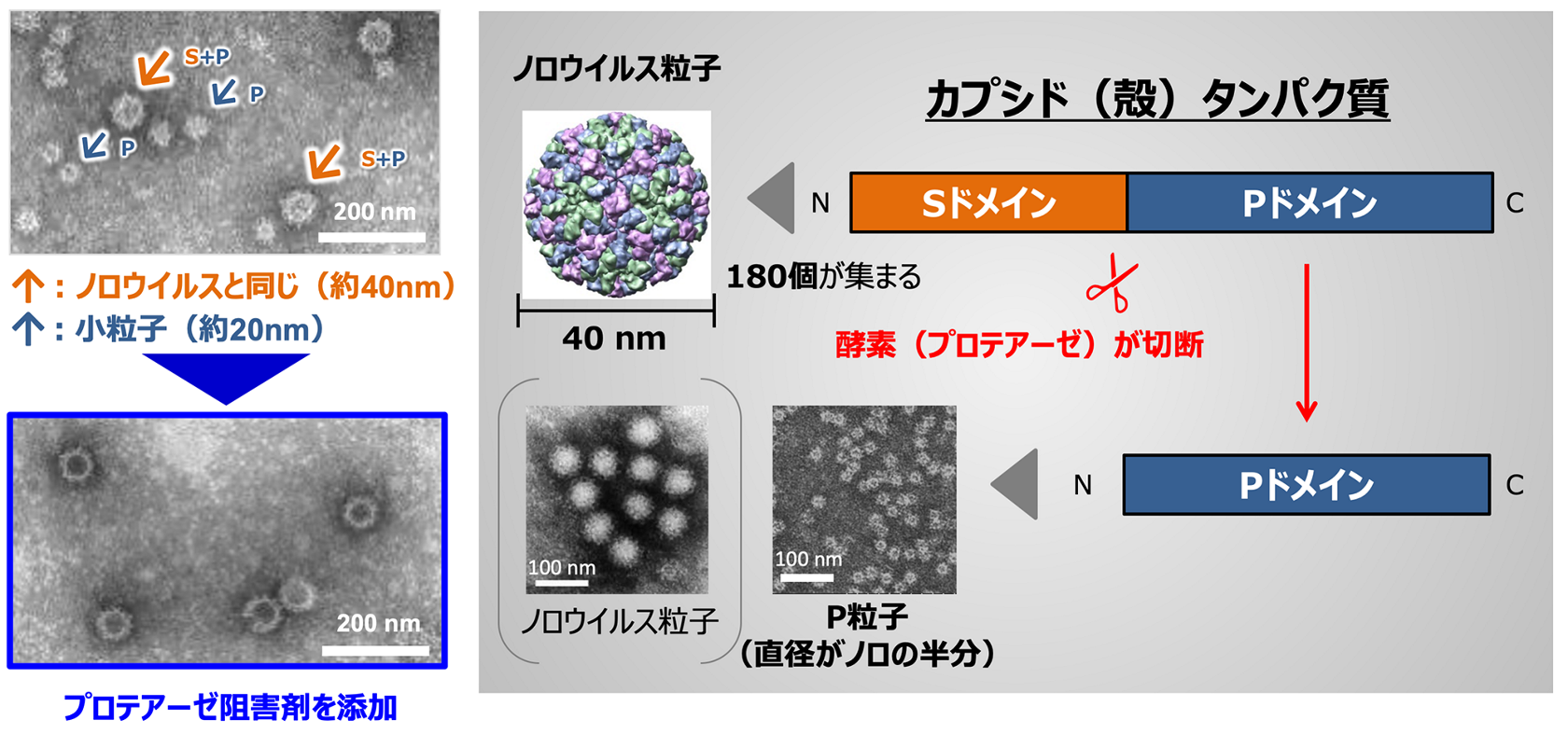 花王の顔 殻だけウイルス で見えてきた家庭内の伝播経路