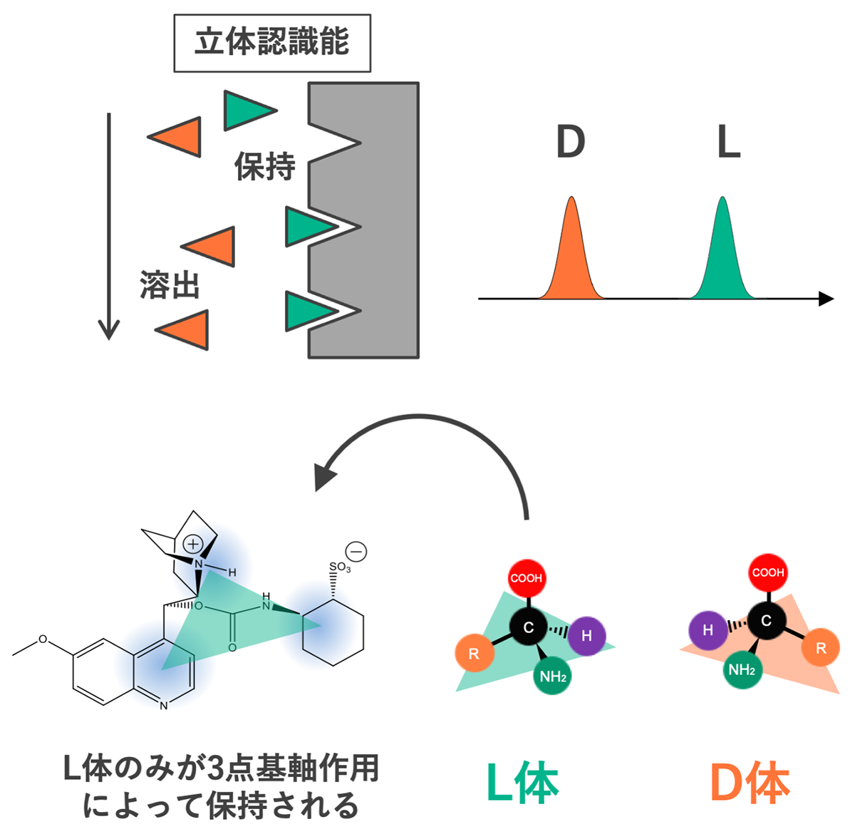 花王の顔 難攻不落のd アミノ酸分析 発想の転換で突破口を開く キラル に挑んだ分析屋 後編