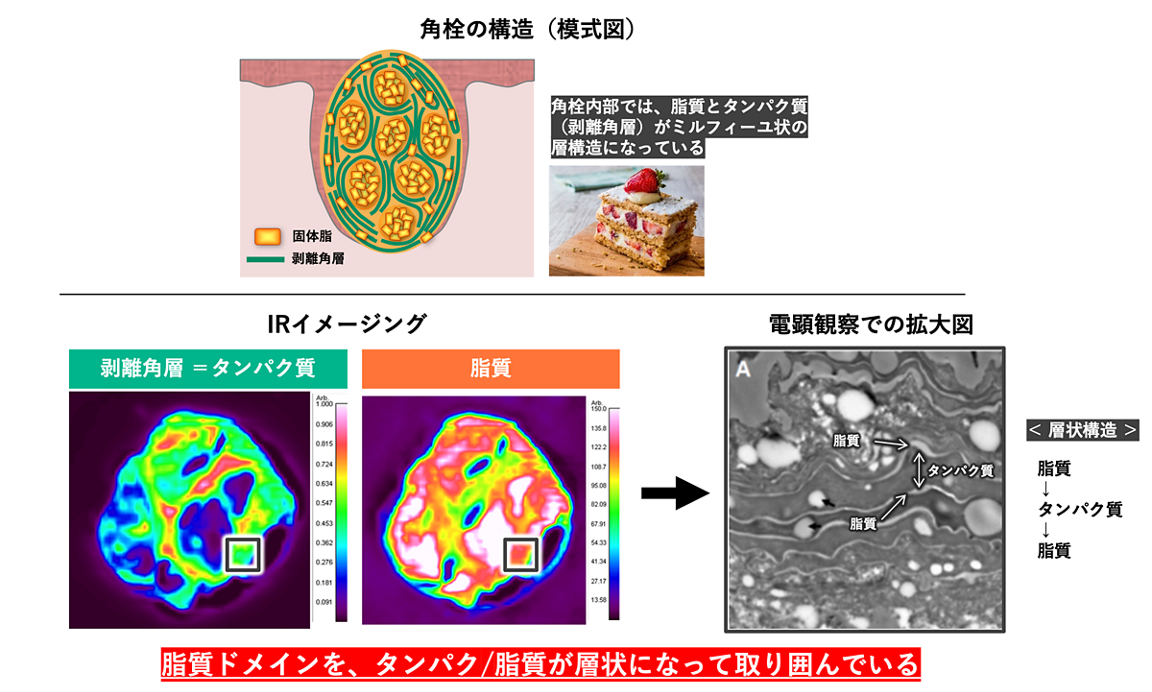 さらに詳細に構造と組成を調べると、蛋白質と脂質がそれぞれドメイン構造を形成し、それらがまるでミルフィーユのように層状に入り組んで重なっていた。