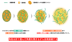 強固な蛋白質の殻を頑固な固体あぶらで固められた角栓。トリスはまずタンパク質に作用して緩め、さらに固体あぶらを液状に変え、水に可溶化させる。こうして角栓全体が溶け出し、自発的に崩壊すると考えられる。