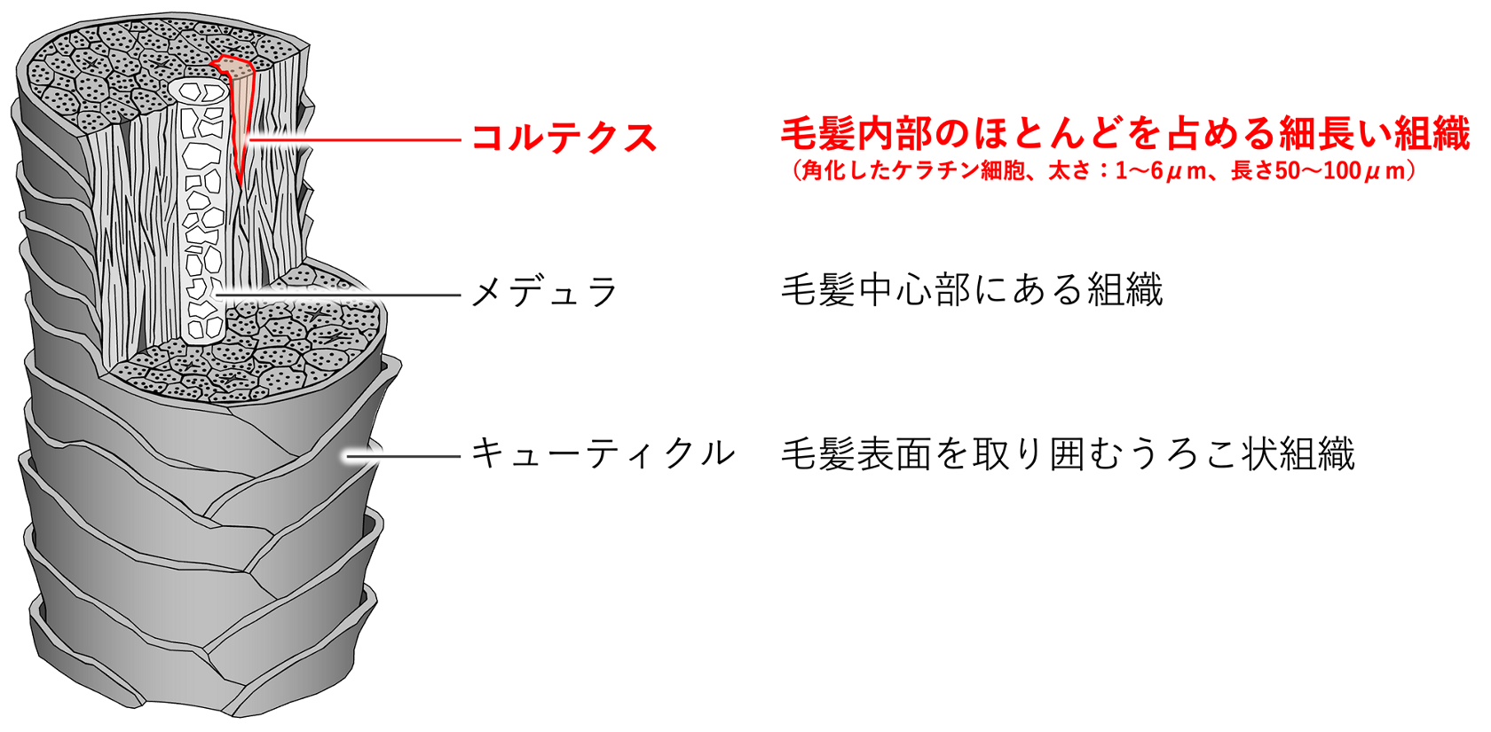 花王の顔｜くせ毛・ツヤに一石二鳥「毛髪制御は水に学べ」